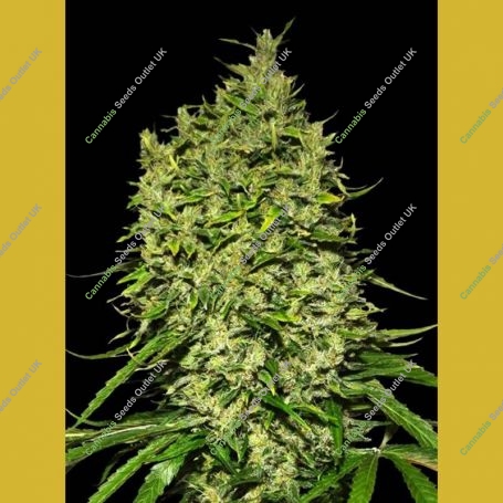 Afghani Auto Feminized Marijuana Strain by VIP Seeds For Sale Online at Cannabis Seeds Outlet