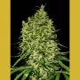 Afghani Auto Feminized Marijuana Strain by VIP Seeds For Sale Online at Cannabis Seeds Outlet