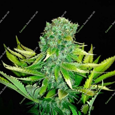Love Peace Automatic Feminized Marijuana Strain by VIP Seeds For Sale Online at Cannabis Seeds Outlet