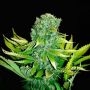 Love Peace Automatic Feminized Marijuana Strain by VIP Seeds For Sale Online at Cannabis Seeds Outlet