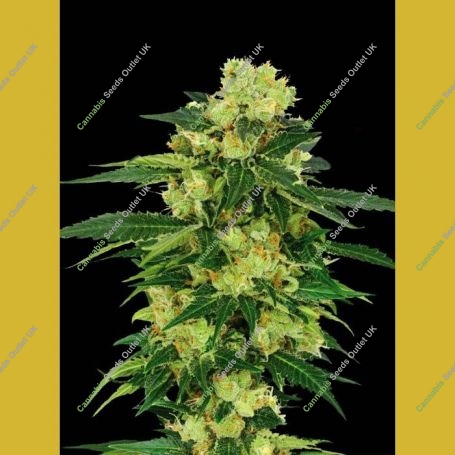 Torpedo Auto Feminized Marijuana Strain by VIP Seeds For Sale Online at Cannabis Seeds Outlet