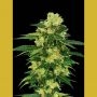 Torpedo Auto Feminized Marijuana Strain by VIP Seeds For Sale Online at Cannabis Seeds Outlet