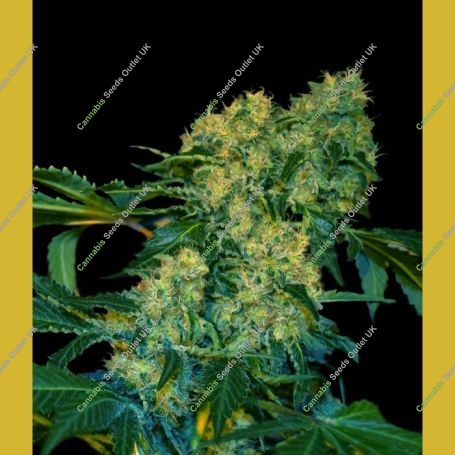 Chingis Khan Feminized Marijuana Strain by VIP Seeds For Sale Online at Cannabis Seeds Outlet