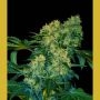 Chingis Khan Feminized Marijuana Strain by VIP Seeds For Sale Online at Cannabis Seeds Outlet