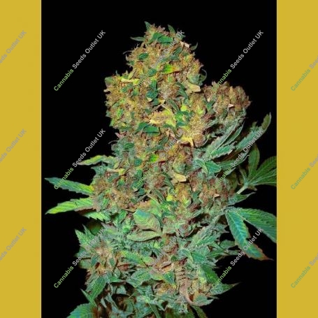 Colombian Sweet Feminized Marijuana Strain by VIP Seeds For Sale Online at Cannabis Seeds Outlet