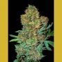 Colombian Sweet Feminized Marijuana Strain by VIP Seeds For Sale Online at Cannabis Seeds Outlet