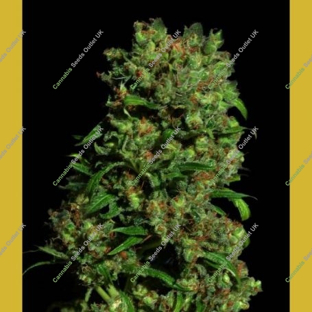 Critical VIP Feminized Marijuana Strain by VIP Seeds For Sale Online at Cannabis Seeds Outlet