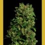 Critical VIP Feminized Marijuana Strain by VIP Seeds For Sale Online at Cannabis Seeds Outlet