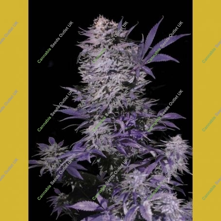 Currant Kush Feminized Marijuana Strain by VIP Seeds For Sale Online at Cannabis Seeds Outlet