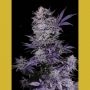 Currant Kush Feminized Marijuana Strain by VIP Seeds For Sale Online at Cannabis Seeds Outlet