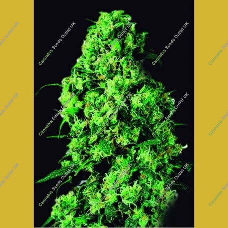 Dulce de Leche Feminized Marijuana Strain by VIP Seeds For Sale Online at Cannabis Seeds Outlet