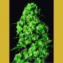 Dulce de Leche Feminized Marijuana Strain by VIP Seeds For Sale Online at Cannabis Seeds Outlet