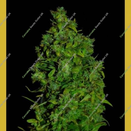 VIP Dwarf Auto Feminized Marijuana Strain by VIP Seeds For Sale Online at Cannabis Seeds Outlet
