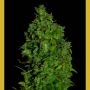 VIP Dwarf Auto Feminized Marijuana Strain by VIP Seeds For Sale Online at Cannabis Seeds Outlet