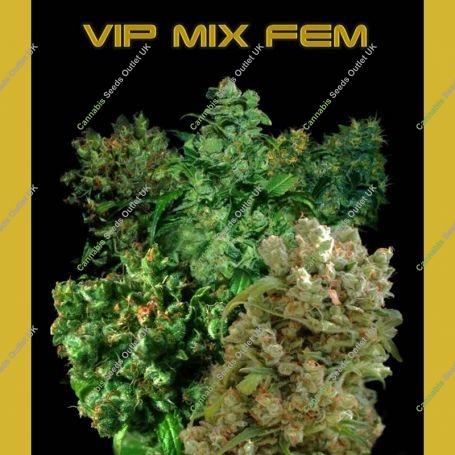 Female Mix Feminized Marijuana Strain by VIP Seeds For Sale Online at Cannabis Seeds Outlet