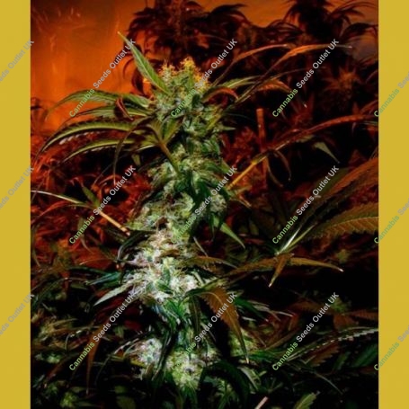 VIP Haze Feminized Marijuana Strain by VIP Seeds For Sale Online at Cannabis Seeds Outlet