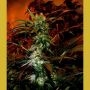 VIP Haze Feminized Marijuana Strain by VIP Seeds For Sale Online at Cannabis Seeds Outlet