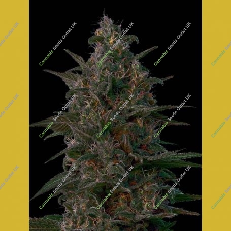 Indian Kush Feminized Marijuana Strain by VIP Seeds For Sale Online at Cannabis Seeds Outlet
