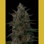 Indian Kush Feminized Marijuana Strain by VIP Seeds For Sale Online at Cannabis Seeds Outlet