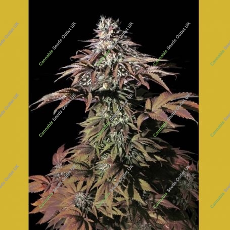 Landysh Feminized Marijuana Strain by VIP Seeds For Sale Online at Cannabis Seeds Outlet