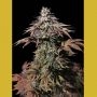 Landysh Feminized Marijuana Strain by VIP Seeds For Sale Online at Cannabis Seeds Outlet
