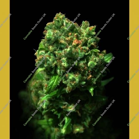 Love Peace Feminized Marijuana Strain by VIP Seeds For Sale Online at Cannabis Seeds Outlet
