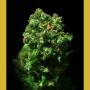 Love Peace Feminized Marijuana Strain by VIP Seeds For Sale Online at Cannabis Seeds Outlet