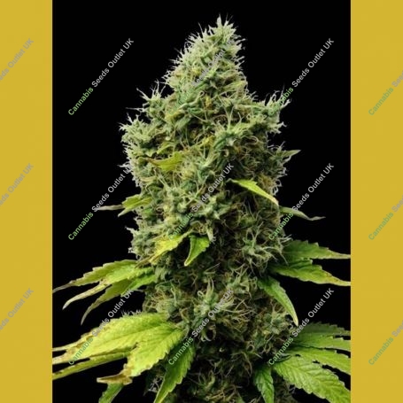 Mr Fix Feminized Marijuana Strain by VIP Seeds For Sale Online at Cannabis Seeds Outlet
