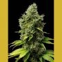 Mr Fix Feminized Marijuana Strain by VIP Seeds For Sale Online at Cannabis Seeds Outlet