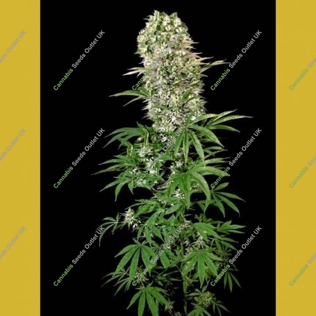 Medical Feminized Marijuana Strain by VIP Seeds For Sale Online at Cannabis Seeds Outlet