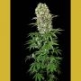 Medical Feminized Marijuana Strain by VIP Seeds For Sale Online at Cannabis Seeds Outlet