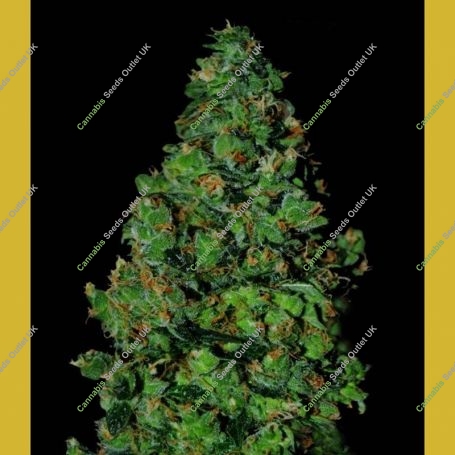 Membrana Auto Feminized Marijuana Strain by VIP Seeds For Sale Online at Cannabis Seeds Outlet