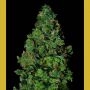 Membrana Auto Feminized Marijuana Strain by VIP Seeds For Sale Online at Cannabis Seeds Outlet