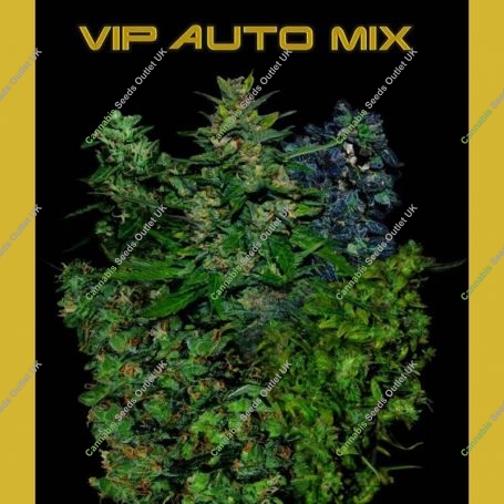 VIP Automatic Mix Feminized Marijuana Strain by VIP Seeds For Sale Online at Cannabis Seeds Outlet
