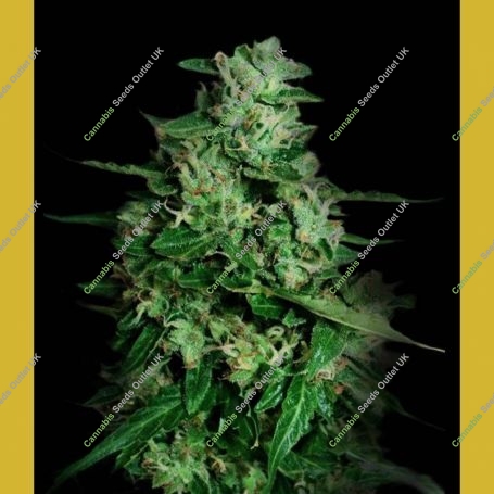 Northern Delights Auto Feminized Marijuana Strain by VIP Seeds For Sale Online at Cannabis Seeds Outlet