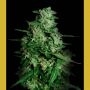 Northern Delights Auto Feminized Marijuana Strain by VIP Seeds For Sale Online at Cannabis Seeds Outlet