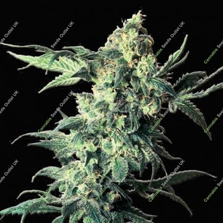 Northern Feminized Marijuana Strain by VIP Seeds For Sale Online at Cannabis Seeds Outlet