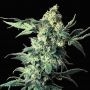 Northern Feminized Marijuana Strain by VIP Seeds For Sale Online at Cannabis Seeds Outlet