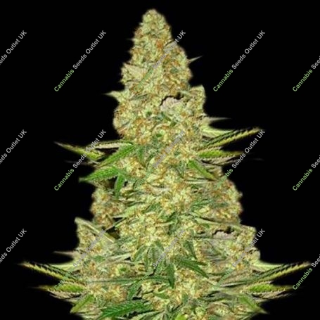 Power VIP Feminized Marijuana Strain by VIP Seeds For Sale Online at Cannabis Seeds Outlet