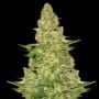Power VIP Feminized Marijuana Strain by VIP Seeds For Sale Online at Cannabis Seeds Outlet