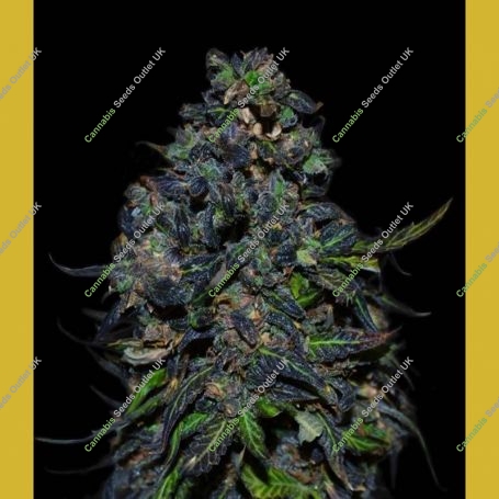 Taison Auto Feminized Marijuana Strain by VIP Seeds For Sale Online at Cannabis Seeds Outlet