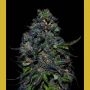 Taison Auto Feminized Marijuana Strain by VIP Seeds For Sale Online at Cannabis Seeds Outlet