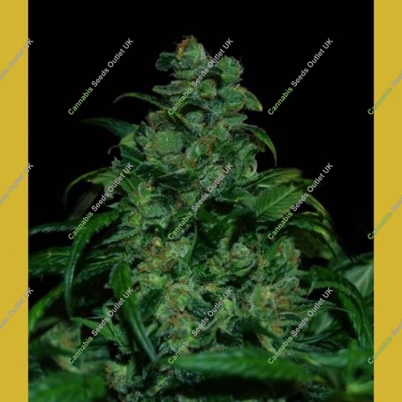 Tank Feminized Marijuana Strain by VIP Seeds For Sale Online at Cannabis Seeds Outlet