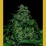 Tank Feminized Marijuana Strain by VIP Seeds For Sale Online at Cannabis Seeds Outlet