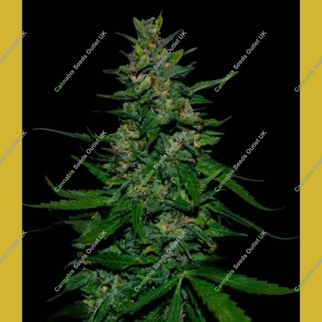 Timanfaya Auto Feminized Marijuana Strain by VIP Seeds For Sale Online at Cannabis Seeds Outlet