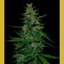 Timanfaya Auto Feminized Marijuana Strain by VIP Seeds For Sale Online at Cannabis Seeds Outlet