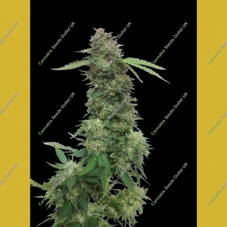 Torpedo Feminized Marijuana Strain by VIP Seeds For Sale Online at Cannabis Seeds Outlet