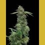 Torpedo Feminized Marijuana Strain by VIP Seeds For Sale Online at Cannabis Seeds Outlet