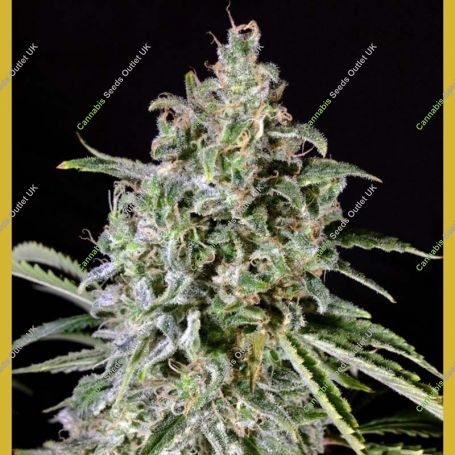 Viagrra Feminized Marijuana Strain by VIP Seeds For Sale Online at Cannabis Seeds Outlet