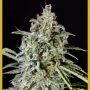 Viagrra Feminized Marijuana Strain by VIP Seeds For Sale Online at Cannabis Seeds Outlet